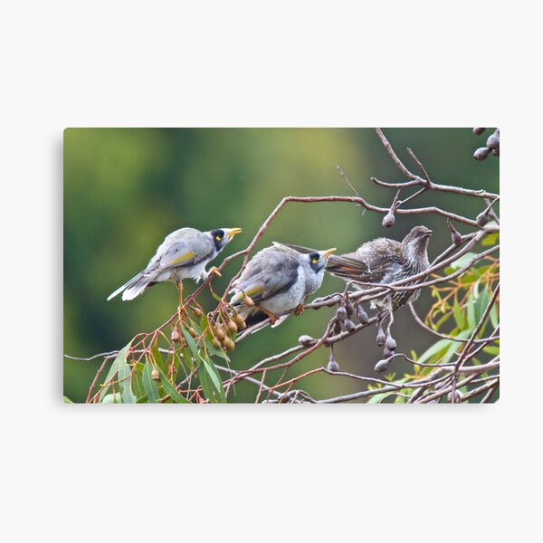 Item preview, HONEYEATER ~ Noisy Miner, Little Wattlebird BGVddCdf by David Irwin designed and sold by tasmanianartist.