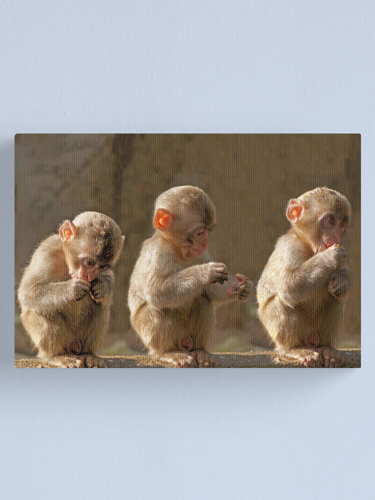 Impression Sur Toile Trois Bebes Singes Mignons Par Canducreations Redbubble