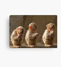Three cute baby monkeys Canvas Print