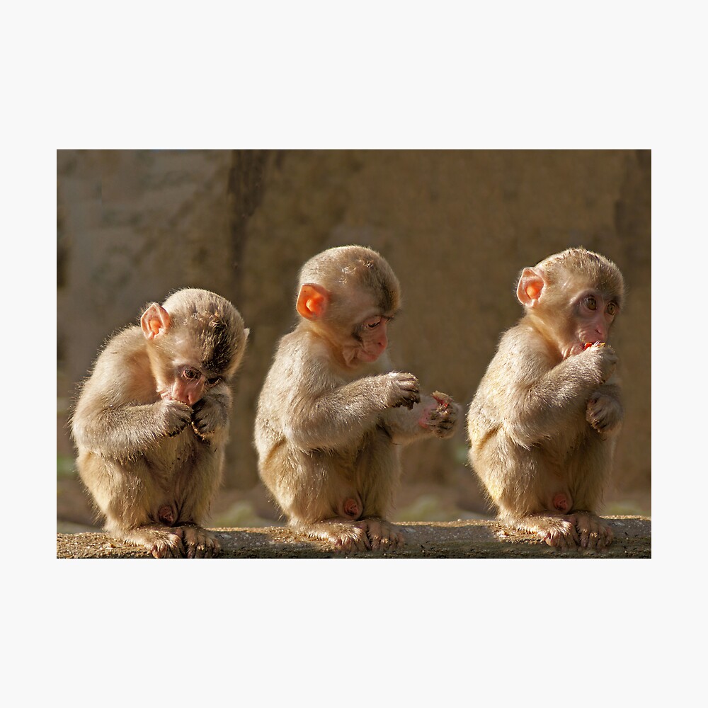 Three Cute Baby Monkeys Poster For Sale By Canducreations Redbubble