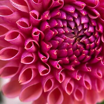Artwork thumbnail, Snoho JoJo Dahlia Flower - Bronze Dahlia Flower by idlewildblooms