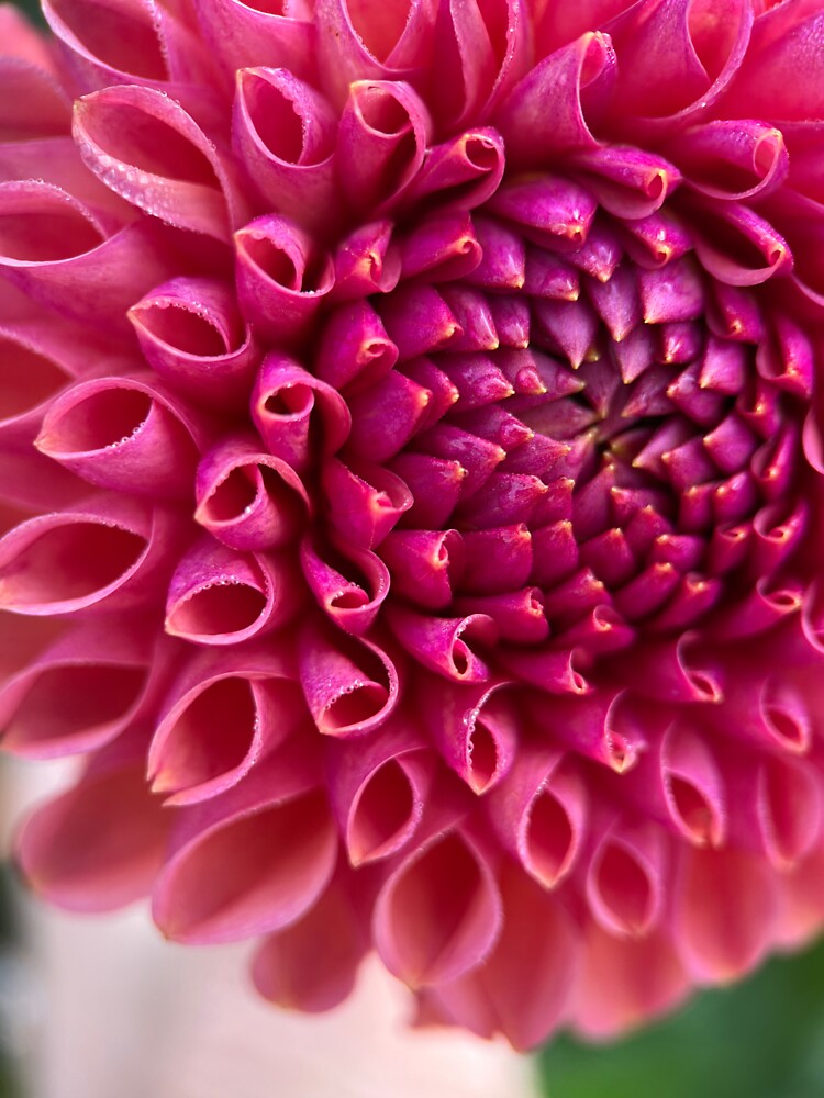 Thumbnail 3 of 3, Sticker, Snoho JoJo Dahlia Flower - Bronze Dahlia Flower designed and sold by idlewildblooms.