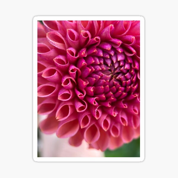 Snoho JoJo Dahlia Flower - Bronze Dahlia Flower Sticker