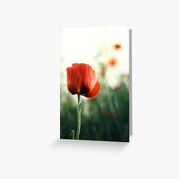 Single Poppy Greeting Card