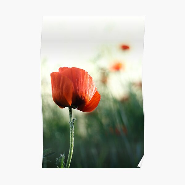 Single Poppy Poster