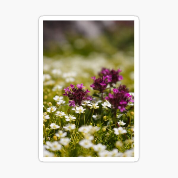 Pink and White flowers Sticker