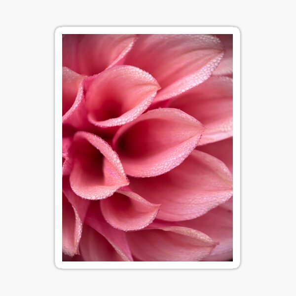 Orange Globe Dahlia - Peach Dahlia Flower Sticker