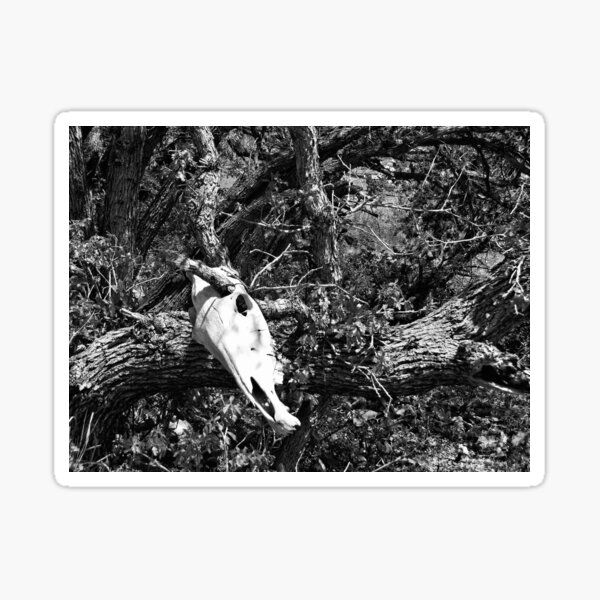 Skull And Oak In Black And White Sticker