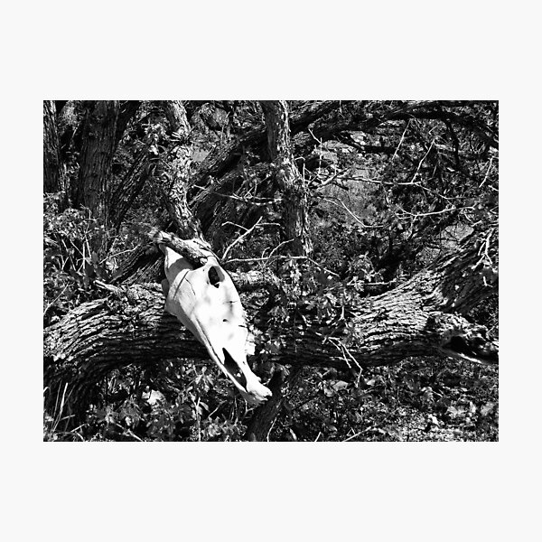 Skull And Oak In Black And White Photographic Print