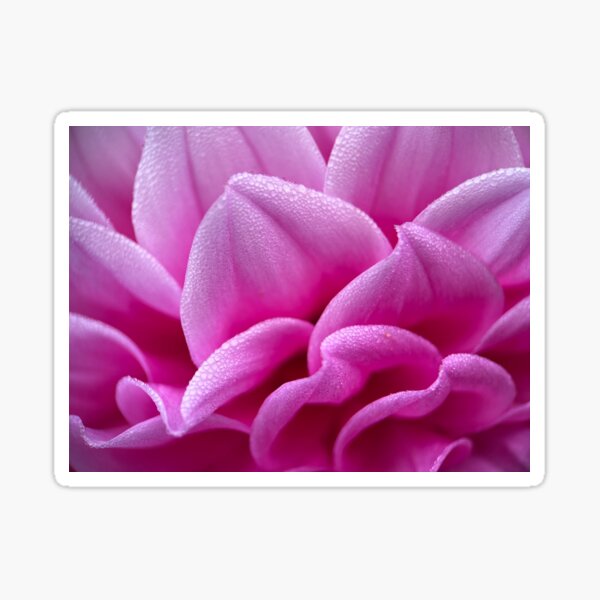 Lovely Lana Dahlia - Pink Dahlia Flower Sticker