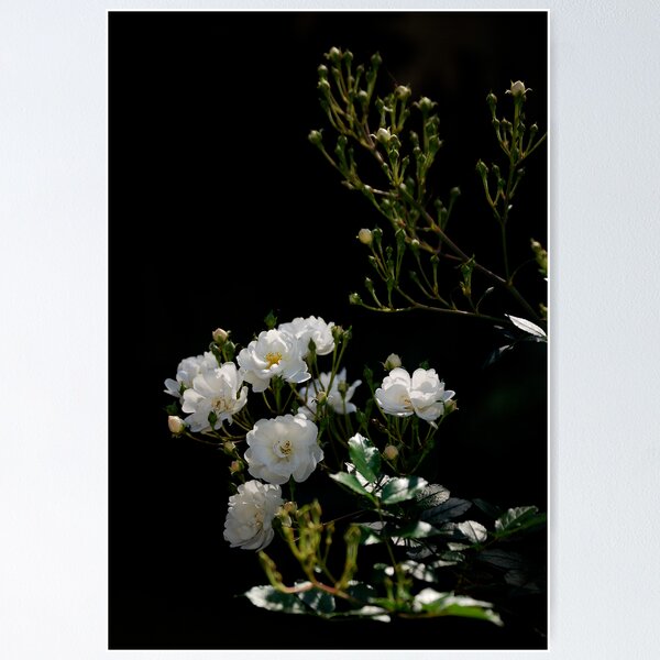 Item preview, My Sympathies designed and sold by Pamela Hubbard.