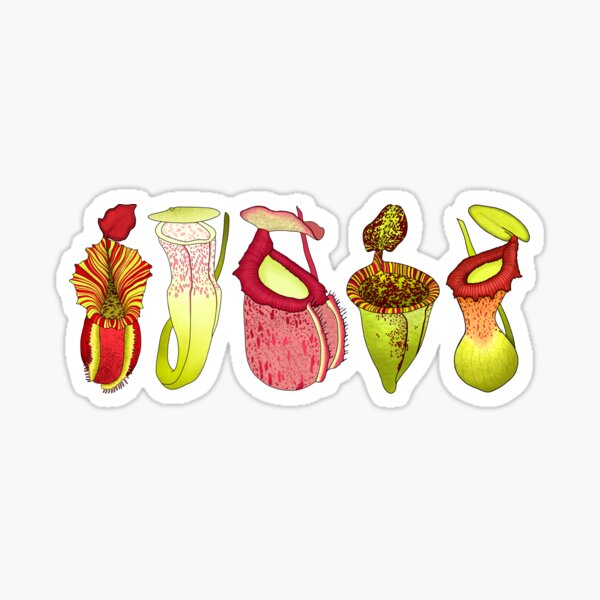 Item preview, Five Carnivorous Nepenthes Pitcher Plants  designed and sold by NepenthesArt.