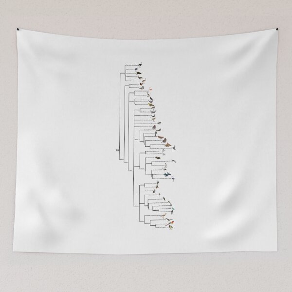 Item preview, Aves Cladogram designed and sold by GraceT26.