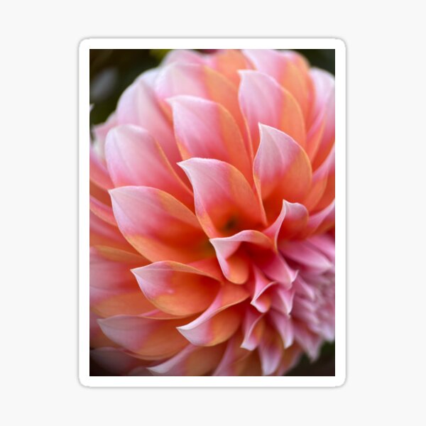 Peaches n Cream Dahlia - Peach Pink Flower Sticker