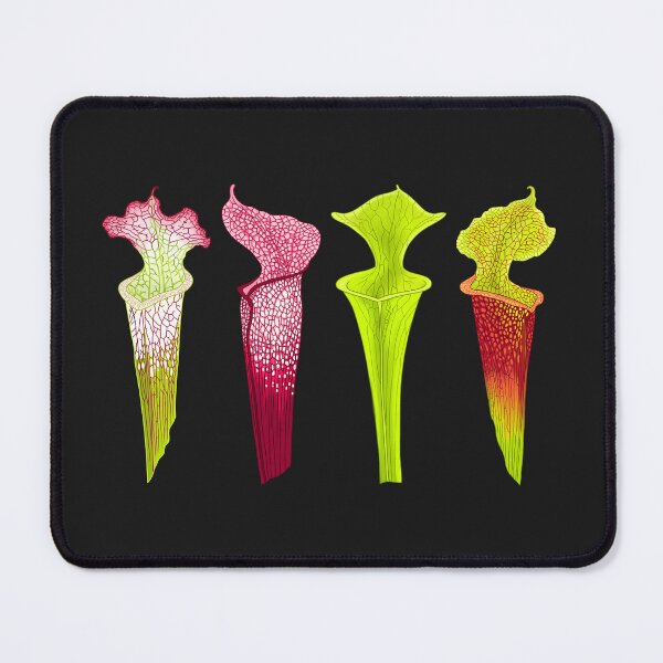 Item preview, Four Sarracenia Trumpet Pitchers designed and sold by NepenthesArt.