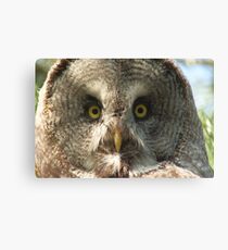 Great gray owl Canvas Print