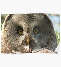 Great gray owl Poster