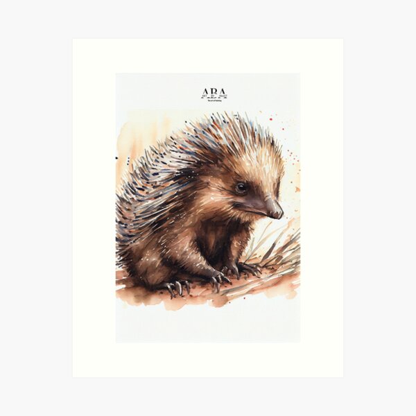 Echidna Art Prints for Sale | Redbubble Echidna Art Prints for Sale | Redbubble
