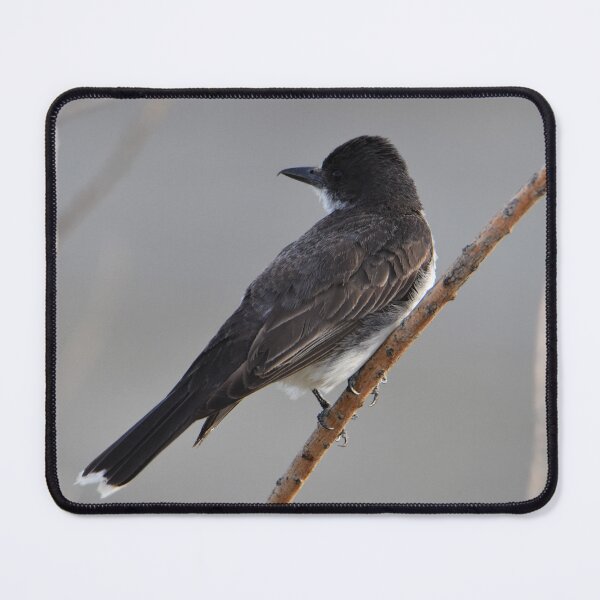 Item preview, Eastern Kingbird designed and sold by NottingHill.