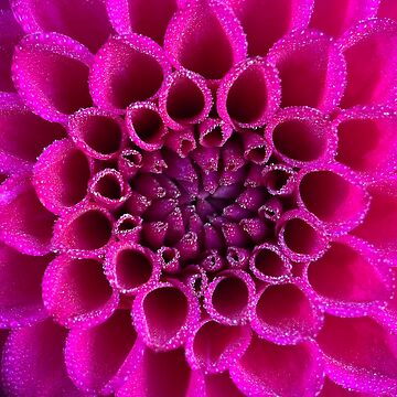 Artwork thumbnail, Jowey Nina Dahlia Flower - Bright Pink Flower by idlewildblooms