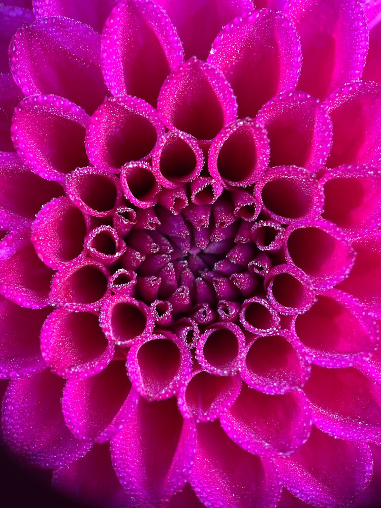 Thumbnail 3 of 3, Sticker, Jowey Nina Dahlia Flower - Bright Pink Flower designed and sold by idlewildblooms.