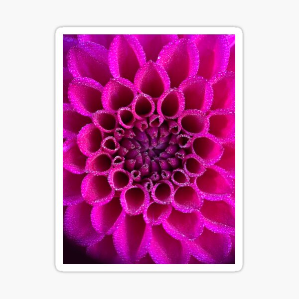 Jowey Nina Dahlia Flower - Bright Pink Flower Sticker