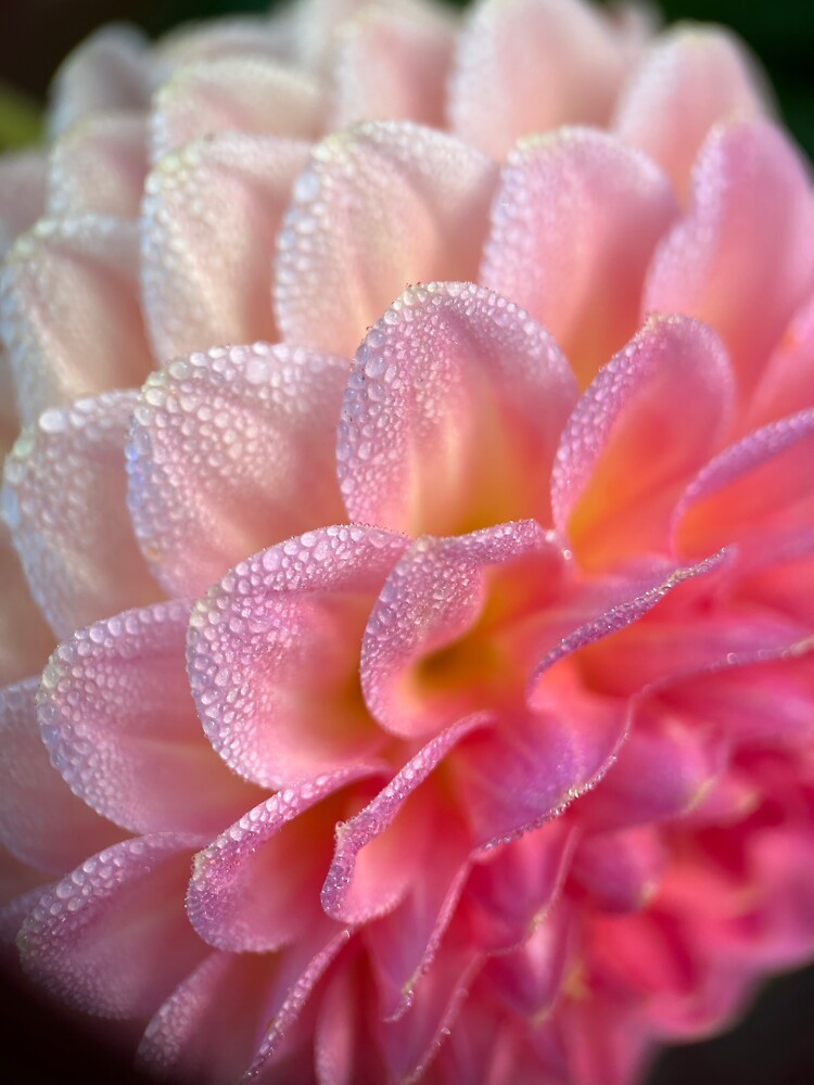 "Hillcrest Suffusion Dahlia Peach Pink Flower" Sticker for Sale by