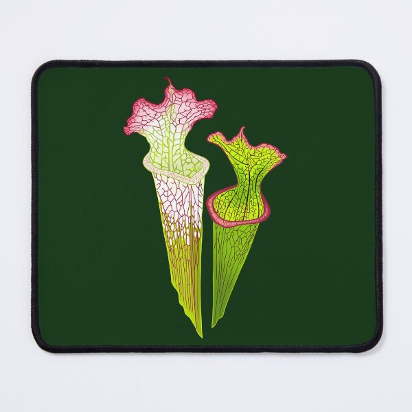 Item preview, Sarracenia Trumpet Pitchers on Green designed and sold by NepenthesArt.