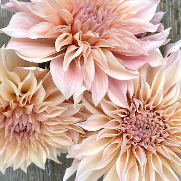 Artwork thumbnail, Cafe Au Lait Dahlia - Blush Dahlia - Pink Dahlia by idlewildblooms