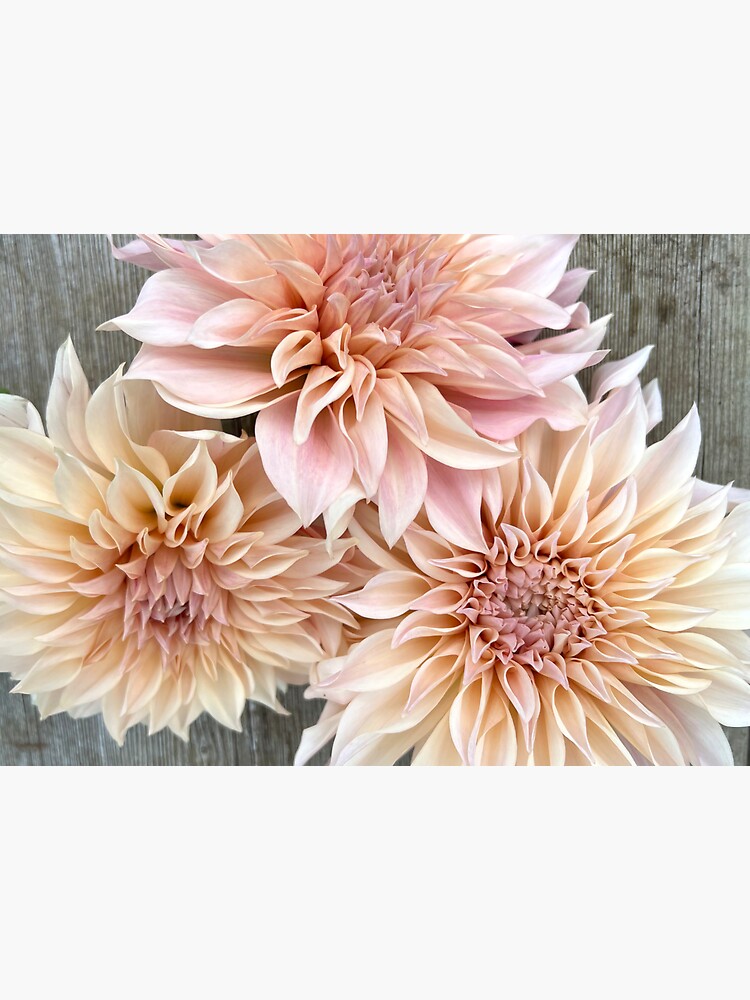 Thumbnail 3 of 3, Sticker, Cafe Au Lait Dahlia - Blush Dahlia - Pink Dahlia designed and sold by idlewildblooms.