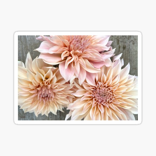 Cafe Au Lait Dahlia - Blush Dahlia - Pink Dahlia Sticker