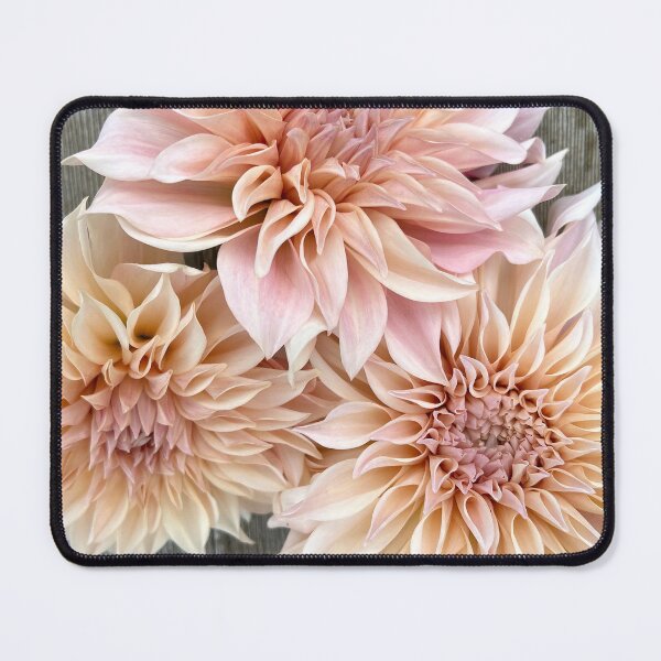Item preview, Cafe Au Lait Dahlia - Blush Dahlia - Pink Dahlia designed and sold by idlewildblooms.