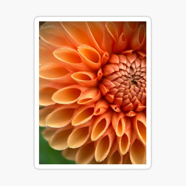 Maarn Dahlia - Orange Flower - Orange Dahlia Sticker
