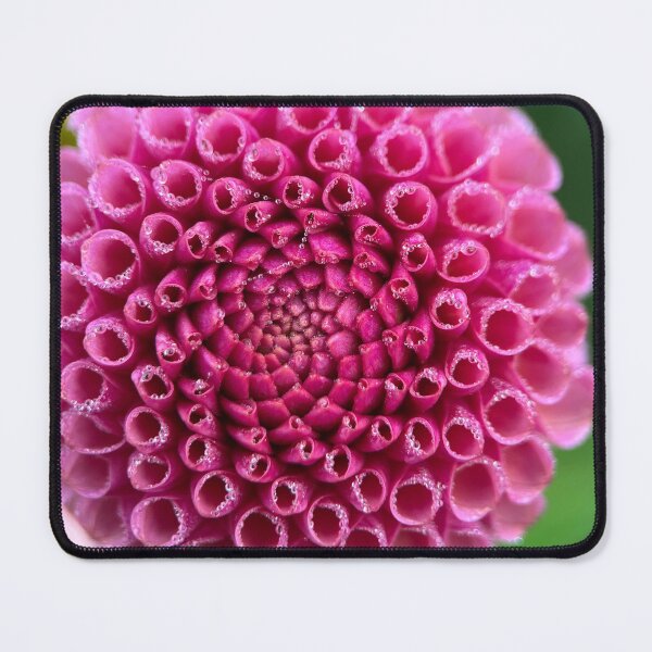 Item preview, Koko Puff Dahlia Flower - Dusty Rose Dahlia designed and sold by idlewildblooms.