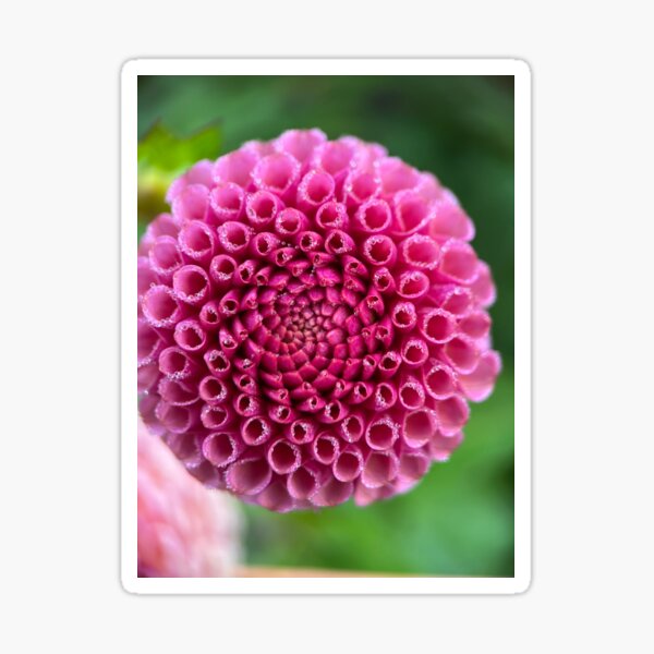 Koko Puff Dahlia Flower - Dusty Rose Dahlia Sticker