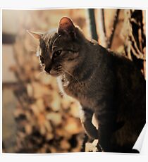 Mia the cat VII Poster