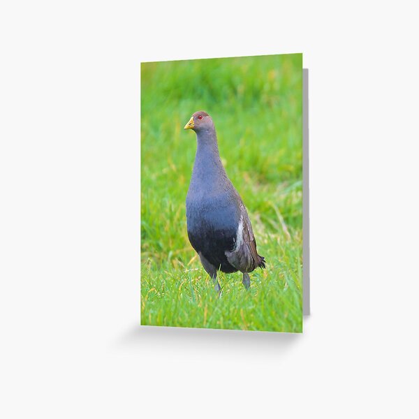 NATIVE-HEN ~ Piyura BN4A8FGZ by David Irwin ~ WO Greeting Card