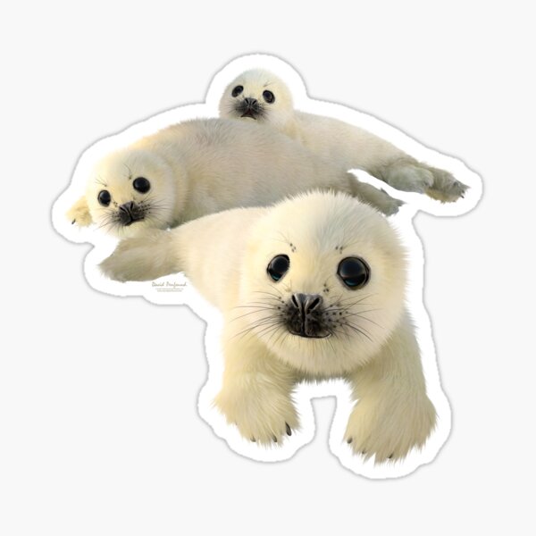 Grey seals Sticker