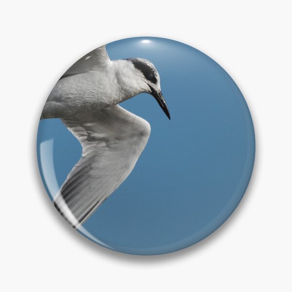 Item preview, Forster's tern designed and sold by Puttaswamy Ravishankar.