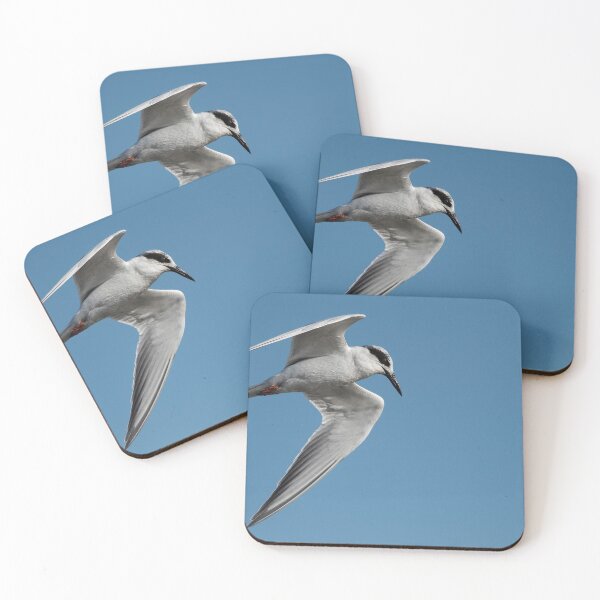 Item preview, Forster's tern designed and sold by Puttaswamy Ravishankar.