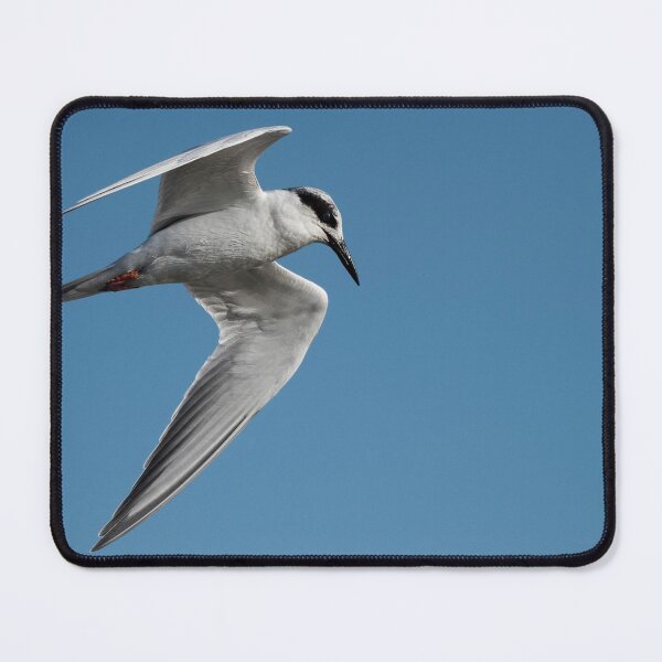 Item preview, Forster's tern designed and sold by Puttaswamy Ravishankar.