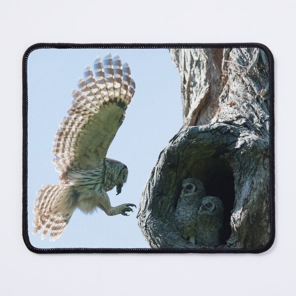 Item preview, Feeding Time - Female Barred owl designed and sold by Puttaswamy Ravishankar.
