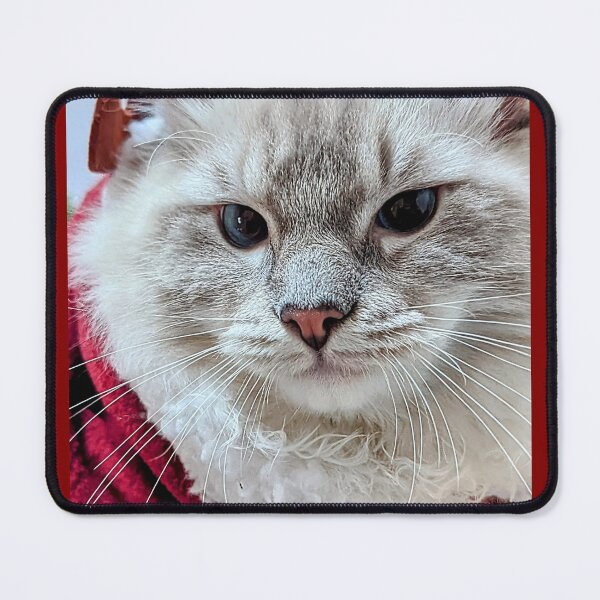 Item preview, Beautiful fluffy ragdoll cat designed and sold by Fluffycat2020.