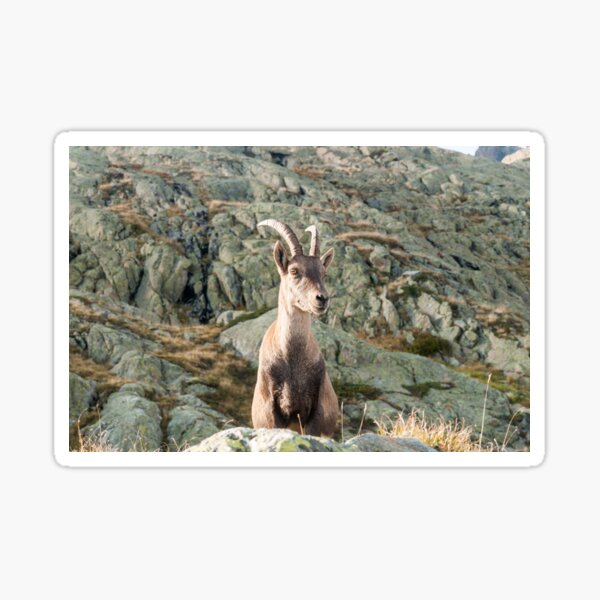 The poser Sticker