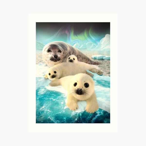 Grey seals arctic Art Print