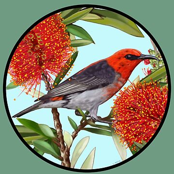 Artwork thumbnail, Scarlet Honeyeater in Callistemon Round by Australian artist Laural Retz by Laural Retz