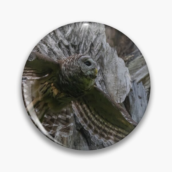 Item preview, Mama Barred owl Hunting designed and sold by Puttaswamy Ravishankar.
