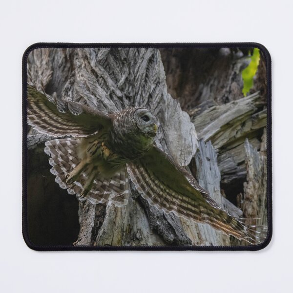 Item preview, Mama Barred owl Hunting designed and sold by Puttaswamy Ravishankar.