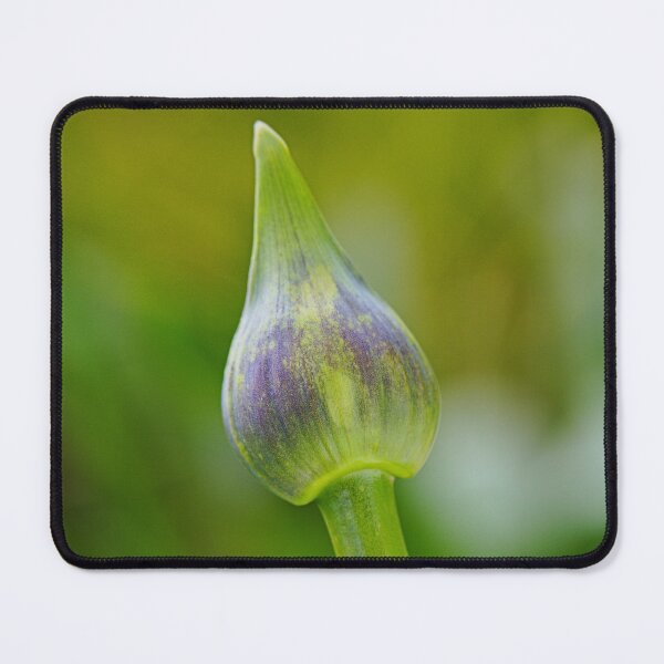 Item preview, Purple With Green Agapanthus Bud  designed and sold by Joy Watson - Natural Light Photography .