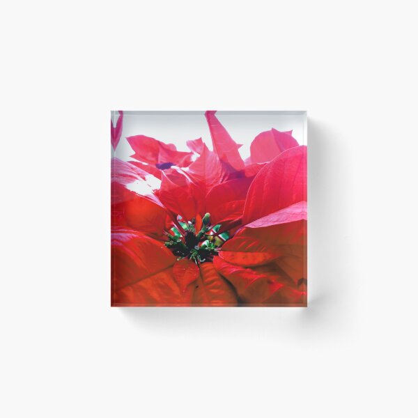 Item preview, Poinsettia Morning designed and sold by efgracearts.